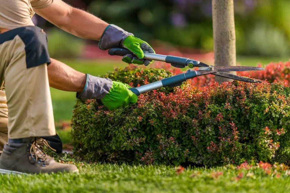 Plant Care & Pruning
